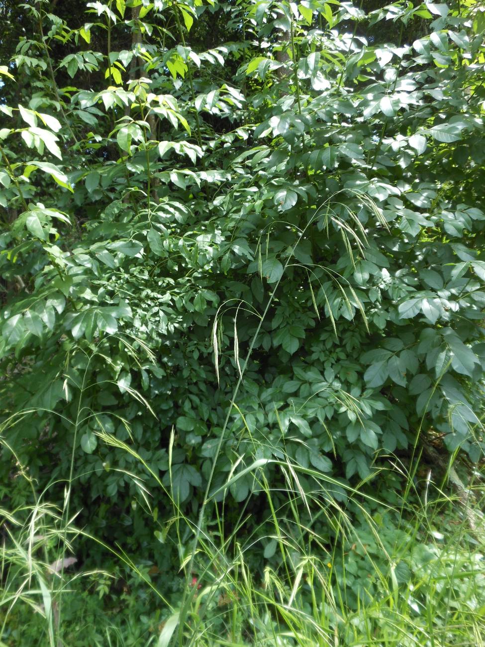 Bromopsis ramosa (Huds.) Holub / Forasacco maggiore